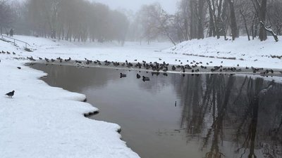 Біля озера у Києві фіксують масовий мор птахів