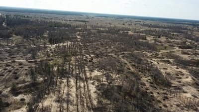 Путін затвердив вирубку українського лісу на продаж та укріплення позицій РФ — розвідка