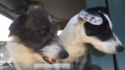 У Британії дві собаки застрягли в ямі на 8 днів. Їх знайшли і врятували