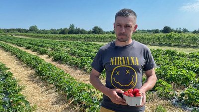 На полі вся родина: як волинський атовець вирощує полуницю