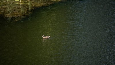 За попередньою інформацією, це сталося на вулиці Нижньомлинській