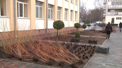У середмісті Житомира посеред грудня посадили туї та барбариси