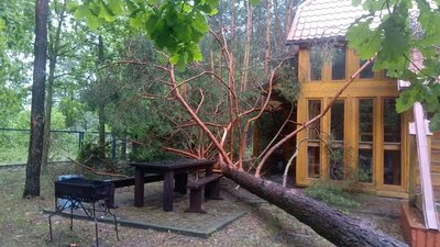 На Волині негода повиривала дерева з корінням