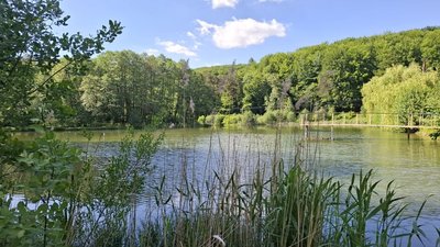 став, лісники, літо