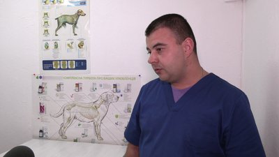 Кліщі у Рівному: де їх найбільше та як вберегти домашніх улюбленців