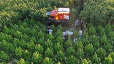 Поліція знищила 300 гектарів незаконних посівів маку та коноплі Поліція знищила 300 гектарів незаконних посівів маку та коноплі