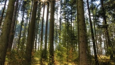 Облрада не підтримала передачу лісів «Чернігівоблагролісу» громадам
