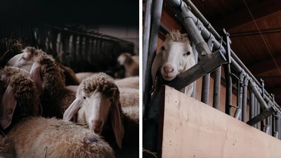 110 молодих овець і баранів тірольської гірської породи доставлять на Закарпаття 110 молодих овець і баранів тірольської гірської породи доставлять на Закарпаття