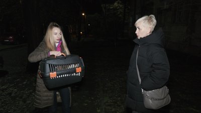"По ній було видно, що її дуже часто били": на Запоріжжі знущалися над кішкою та знімали на відео для соцмереж "По ній було видно, що її дуже часто били": на Запоріжжі знущалися над кішкою та знімали на відео для соцмереж