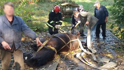 На Рівненщині провели спецоперацію з порятунку кобили Марійки