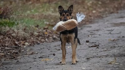 Костянтинівка собака