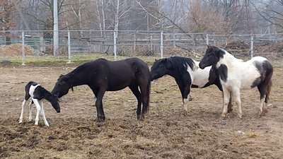 Поповнення у вінницькому зоопарку: у гуцульських коней народилося лоша