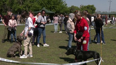 300 учасників і 70 порід. У Кропивницькому відбулася Всеукраїнська виставка собак 300 учасників і 70 порід. У Кропивницькому відбулася Всеукраїнська виставка собак