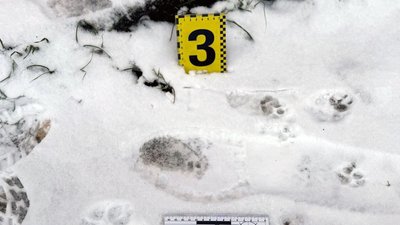 На Черкащині 66-річну жінку вбили під час застілля — підозрюють 44-річного чоловіка На Черкащині 66-річну жінку вбили під час застілля — підозрюють 44-річного чоловіка