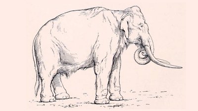Череп Череп