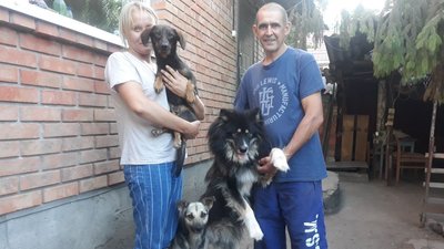 П’ятьох забрали з вулиці, двох – з притулку. Історії собак, яких врятувала родина Осауленків