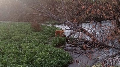 Майже тиждень був на острівці: на Тернопільщині врятували собаку Майже тиждень був на острівці: на Тернопільщині врятували собаку