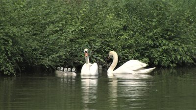 У Запорізькому парку вилупилися пташенята лебедів У Запорізькому парку вилупилися пташенята лебедів