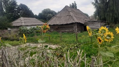 У музеї-скансені на Волині жнуть жито, яким перекриватимуть дах старовинної хати У музеї-скансені на Волині жнуть жито, яким перекриватимуть дах старовинної хати