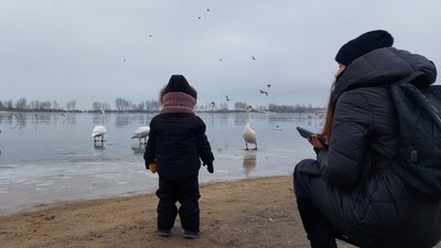 У Черкасах зимують лебеді У Черкасах зимують лебеді