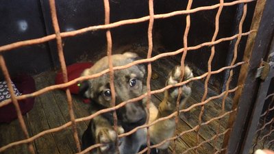 Миколаївські школярі долучилися до акції "Подарунок для пухнастиків"