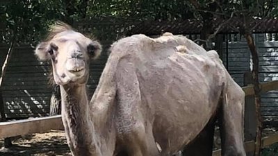 Верблюд Боня повернувся до Харкова після літнього оздоровлення на Полтавщині