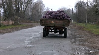 Саджають менше та навіть викидують: фермери з Новгородсіверщини скаржаться на низкий попит на картоплю Саджають менше та навіть викидують: фермери з Новгородсіверщини скаржаться на низкий попит на картоплю