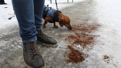 У львівському парку кавовою гущею посипали доріжки