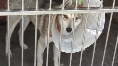 Результат конкурсу у ЛКП "Лев": хто керуватиме підприємством Результат конкурсу у ЛКП "Лев": хто керуватиме підприємством