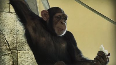 мавпа фельдман екопарк мавпа фельдман екопарк