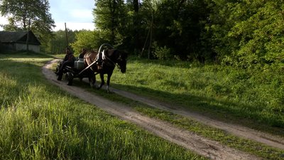 Кіньми та велосипедом: як жителі Новгород-Сіверщини доставляють молоко Кіньми та велосипедом: як жителі Новгород-Сіверщини доставляють молоко