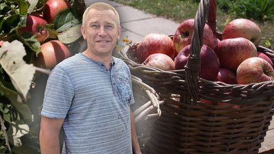 Яблука на Чернігівщині, урожай у Сосницькій громаді, у саду Олександра Довженка