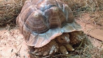 Самка черепахи шпороносної у Миколаївському зоопарку Самка черепахи шпороносної у Миколаївському зоопарку
