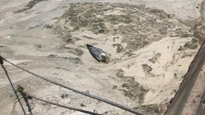 Мармурове море у Туреччині покрилось сірим слизом. У чому причина Мармурове море у Туреччині покрилось сірим слизом. У чому причина