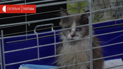 Кіт з притулку Анастасії Марюхніч Кіт з притулку Анастасії Марюхніч