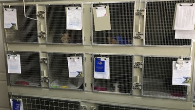 У Полтаві безплатно стерилізували понад 300 безпритульних котів та кішок У Полтаві безплатно стерилізували понад 300 безпритульних котів та кішок