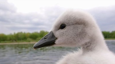 В Івано-Франківську комунальники врятували лебеденятко
