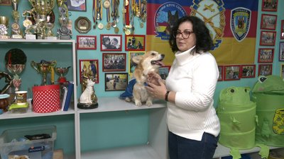 Святкова програма: у Черкасах дресировані собаки виступатимуть для дітей з інвалідністю