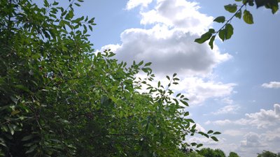 Липень на Буковині