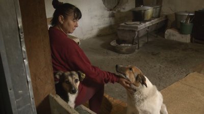 Після стерилізації собаки проходять реабілітацію Після стерилізації собаки проходять реабілітацію
