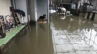 Через підняття рівня ґрунтових вод на Закарпатті затопило двори та будинки