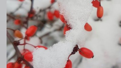 Сумщину засипало снігом. Фото читачів Суспільного Суми