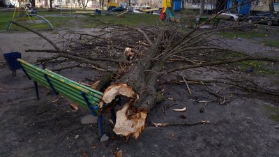 В Харкові на чоловіка впало дерево: що з травмованим В Харкові на чоловіка впало дерево: що з травмованим