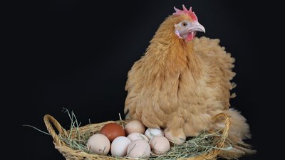Чому кури взимку не несуться і що робити для їхньої продуктивності: поради науковця