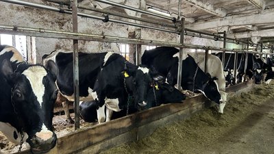 Розведення племінного поголів'я великої рогатої худоби на Полтавщині: як допомагає держава