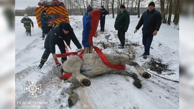 Врятований кінь на прикордонні Чернігівщини Врятований кінь на прикордонні Чернігівщини