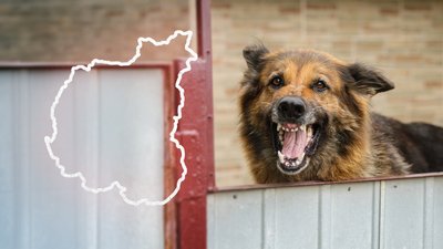 Сказ на Чернігівщині: скільки тварин захворіли