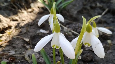 До +9: черкаський синоптик прогнозує потепління