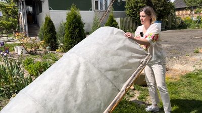 Одні - для душі, інші - на благодійність: на Рівненщині жінка вирощує декоративні рослини на власній землі Одні - для душі, інші - на благодійність: на Рівненщині жінка вирощує декоративні рослини на власній землі