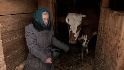 Хіонія Ляцевич сімох корів доглядає сама Хіонія Ляцевич сімох корів доглядає сама